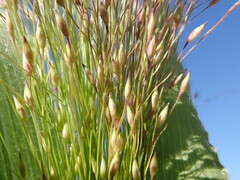 Witch grass