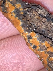 Botryobasidium aureum