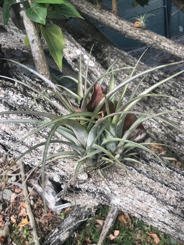 Tillandsia utriculata, photograph 4