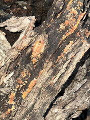 Botryobasidium aureum