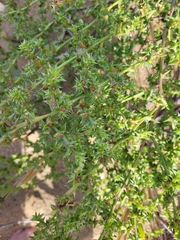 Salsola