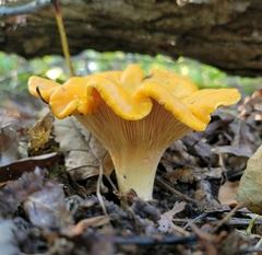 Cantharellus phasmatis