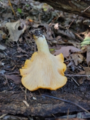 Cantharellus phasmatis