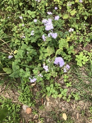 Ageratum