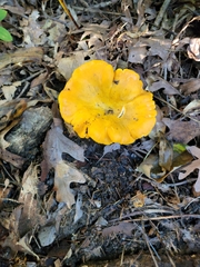 Cantharellus phasmatis