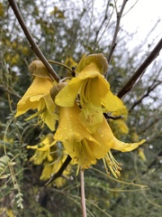 Sophora