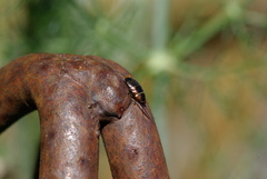 Ellipsidion australe