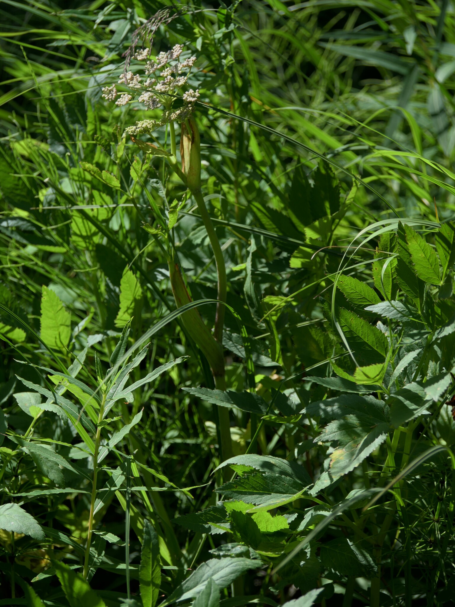 Angelica arguta Nutt. ex Torr. & Gray