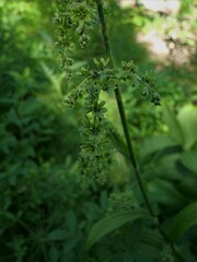 Veratrum viride eschscholtzianum