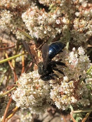 Xylocopa californica diamesa