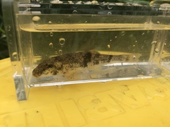 Hypentelium nigricans