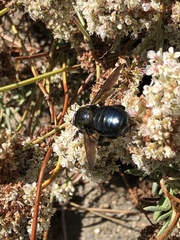 Xylocopa californica diamesa
