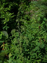 Veratrum viride eschscholtzianum