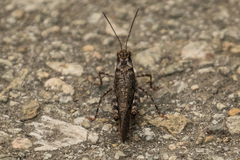 Trimerotropis verruculata