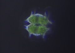 Xanthidium antilopaeum