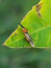 Dilophus spinipes