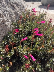 Penstemon newberryi