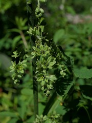Veratrum viride eschscholtzianum