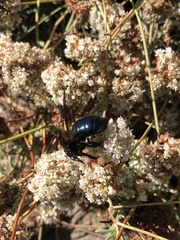 Xylocopa californica diamesa