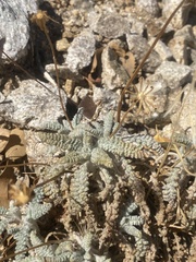 Chaenactis santolinoides