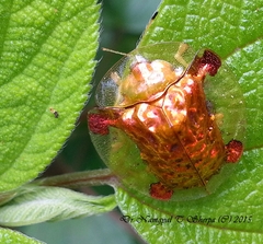 Aspidimorpha sanctaecrucis