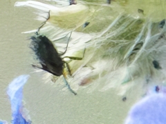 Aphis fabae