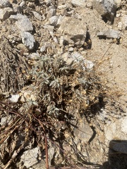 Chaenactis santolinoides