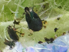 Aphis fabae