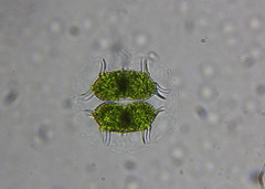 Xanthidium antilopaeum