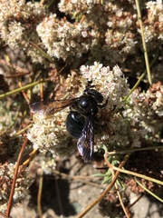 Xylocopa californica diamesa