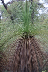 Xanthorrhoea johnsonii