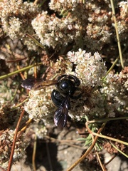 Xylocopa californica diamesa