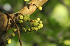 Ficus variegata garciae