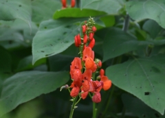 Phaseolus coccineus
