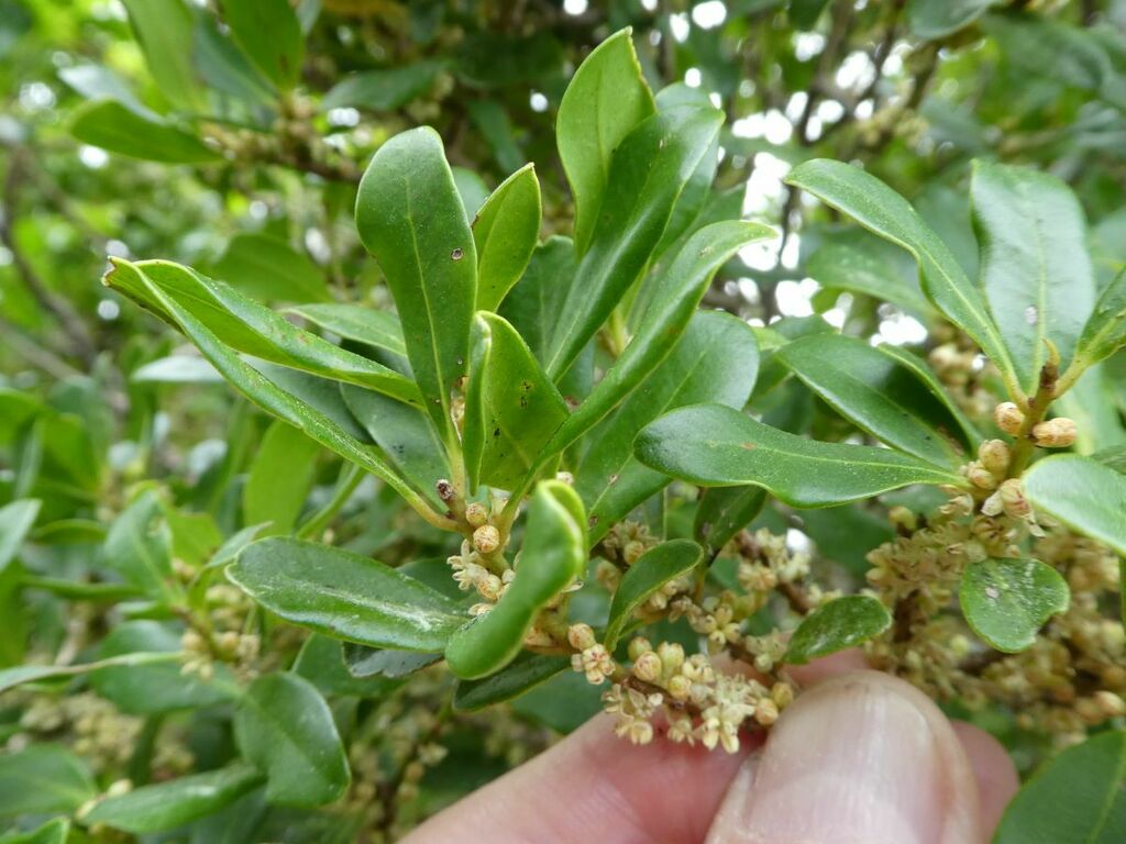 Myrsine platystigma