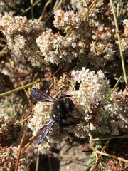 Xylocopa californica diamesa