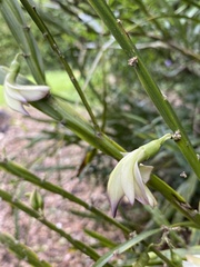 Carmichaelia williamsii