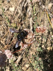 Xylocopa californica diamesa