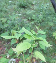 Circaea canadensis quadrisulcata