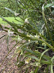 Carmichaelia williamsii