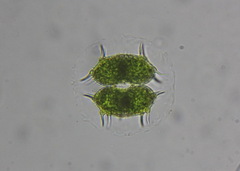 Xanthidium antilopaeum