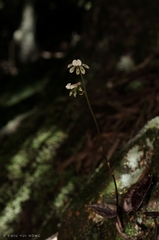 Nephelaphyllum tenuiflorum
