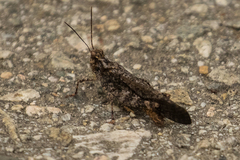 Trimerotropis verruculata