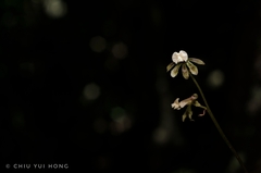 Nephelaphyllum tenuiflorum