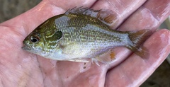 Lepomis megalotis