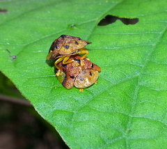 Laccoptera nepalensis