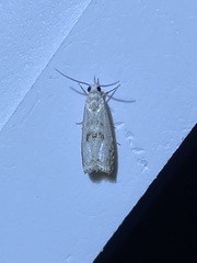 Microcrambus minor
