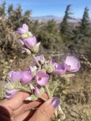 Malacothamnus orbiculatus