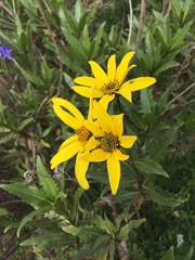 Flourensia thurifera