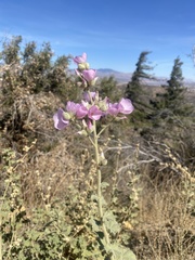 Malacothamnus orbiculatus